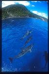 Spinner Dolphins 106