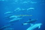 Spinner Dolphins 107 0705