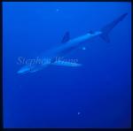 Blue Shark 03