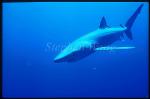 Blue Shark 04