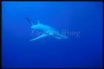 Blue Shark 05