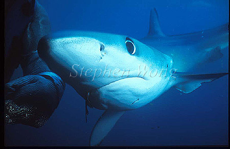 Blue Shark 07