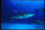 Caribbean Reef Shark 01