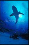 Caribbean Reef Shark 02