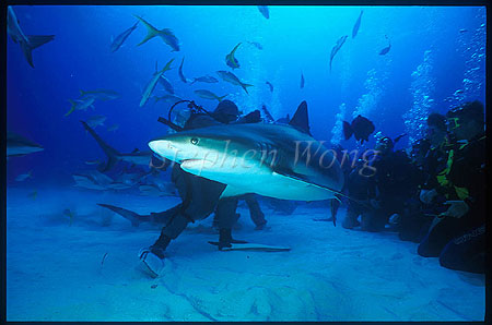 Caribbean Reef Shark 05