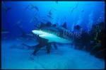 Caribbean Reef Shark 05