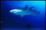Caribbean Reef Shark 07
