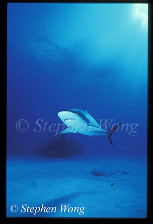 Caribbean Reef Shark 08, 050103