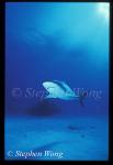 Caribbean Reef Shark 08, 050103