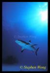 Caribbean Reef Shark 09, 050103