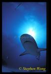 Caribbean Reef Shark 10, 050103