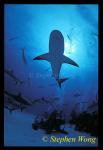 Caribbean Reef Shark 11, 050103
