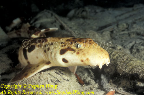 Epaulette Walking Shark 01t Chiloscyllium new species, RA0607 Stephen WONG 010109