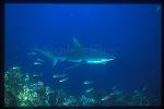 Galapagos Shark 01