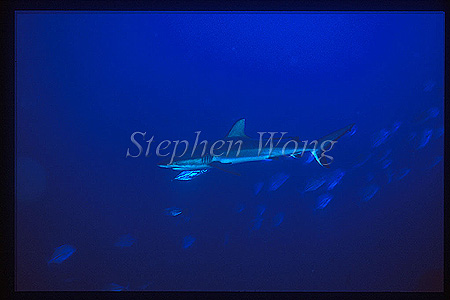 Gray Reef Sharks 02 & Jacks, Tubbataha1993