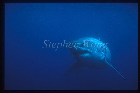Great White Shark 101 Neptune1995