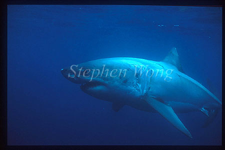 Great White Shark 102 Neptune1995
