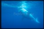 Great White Shark 103 Neptune1995