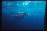 Great White Shark 104 gill net wrapped face, top&bottom shark bites