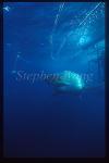 Great White Shark 105 gill net wrapped face, top&bottom shark bites