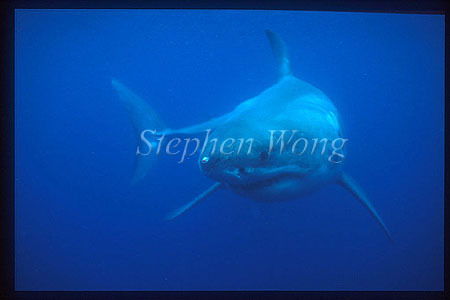 Great White Shark 106 DangerousReef1996