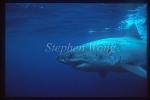 Great White Shark 107