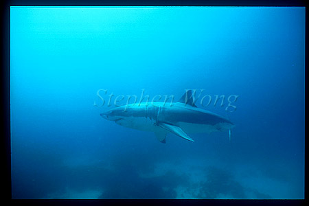 Great White Shark 108