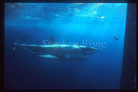 Great White Shark 109 gill net wrapped face, top&bottom shark bites