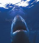 Great White Shark 111