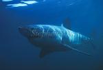 Great White Shark 114