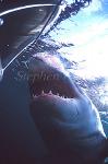 Great White Shark 117