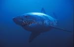 Great White Shark 118
