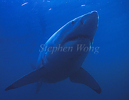 Great White Shark 119