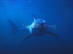 Great White Shark 121