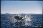 Great White Shark 125 breaching