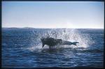 Great White Shark 126 breaching