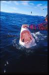 Great White Shark 127