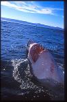 Great White Shark 128