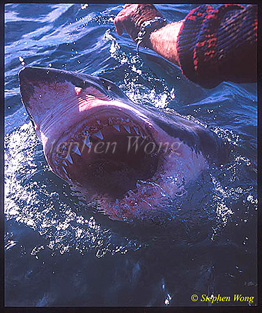Great White Shark 129
