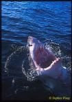 Great White Shark 130
