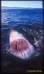 Great White Shark 131
