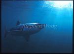 Great White Shark 133