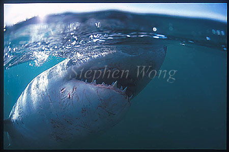Great White Shark 138