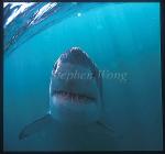 Great White Shark 139