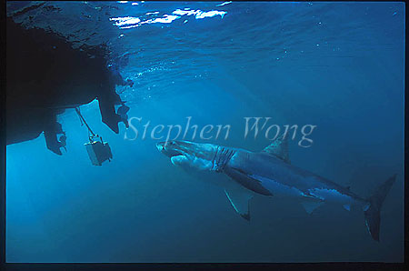 Great White Shark 142 shark checking on film camera