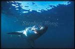 Great White Shark 143