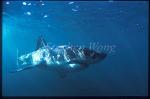Great White Shark 144