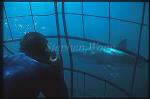 Great White Shark 145 Stephen Wong in cage, image by Takako UNO