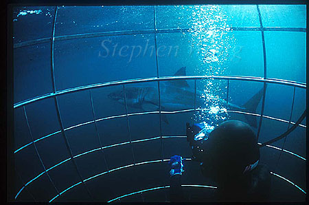 Great White Shark 147 Takako in cage, DyerIsland1999