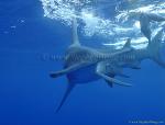 Hammerhead Shark, Great Hammerhead Shark 015 4434 060608